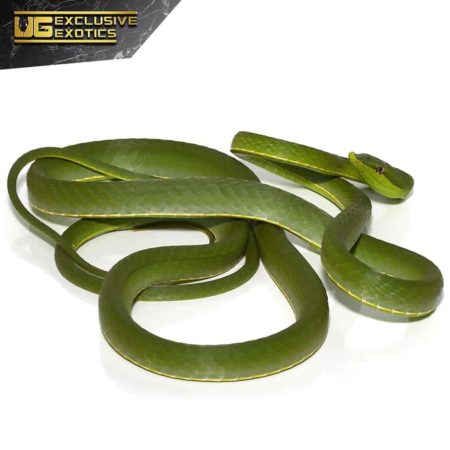 Giant Green Vine Snake For Sale - Underground Reptiles