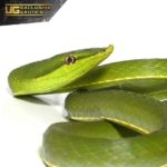 Giant Green Vine Snake For Sale - Underground Reptiles