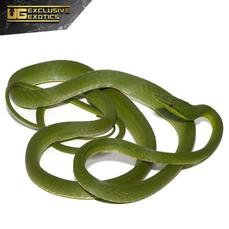 Giant Green Vine Snake For Sale - Underground Reptiles