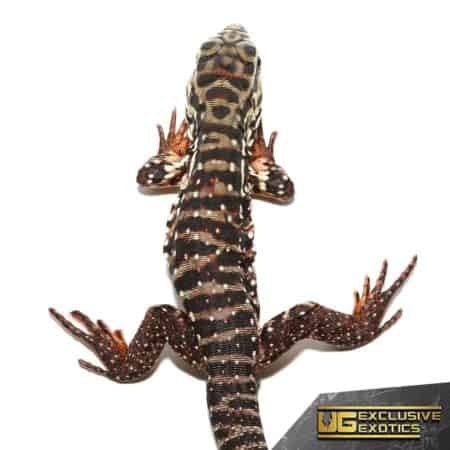 High White Red Tegu for Sale - Underground Reptiles