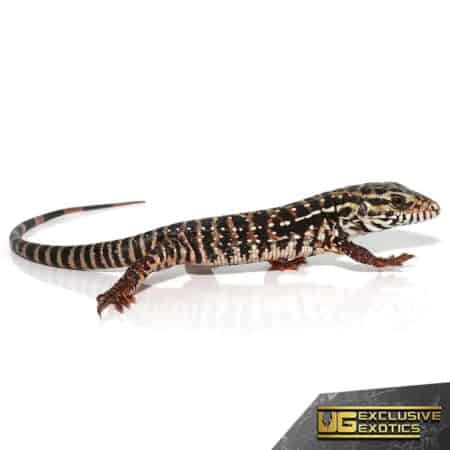 High White Red Tegu for Sale - Underground Reptiles