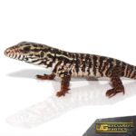 High White Red Tegu for Sale - Underground Reptiles