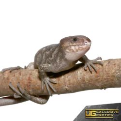 Baby Anery Monkey Tail Skinks For Sale - Underground Reptiles