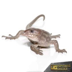 Baby Anery Monkey Tail Skinks For Sale - Underground Reptiles