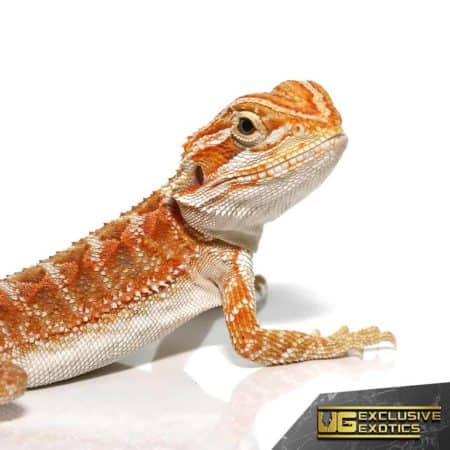 Red Gingersnap Bearded Dragon For Sale - Underground Reptiles
