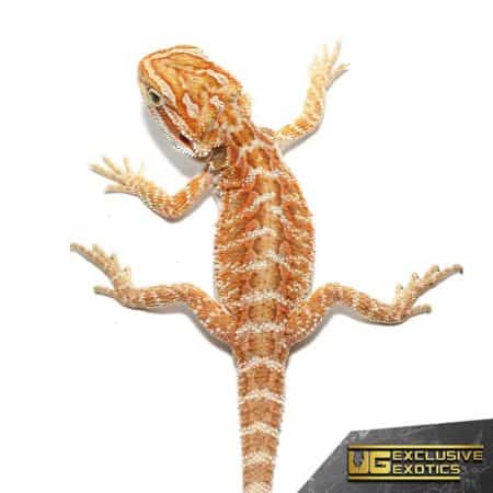 Red Gingersnap Bearded Dragon For Sale - Underground Reptiles
