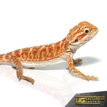 Red Gingersnap Bearded Dragon For Sale - Underground Reptiles