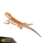 Red Gingersnap Bearded Dragon For Sale - Underground Reptiles
