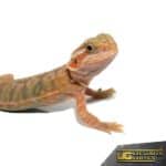 Baby Shortbread Translucent Bearded Dragon For Sale - Underground Reptiles