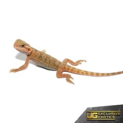 Baby Shortbread Translucent Bearded Dragon For Sale - Underground Reptiles