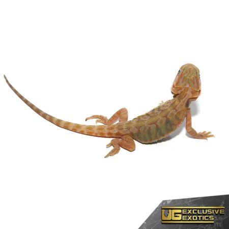 Baby Shortbread Translucent Bearded Dragon For Sale - Underground Reptiles