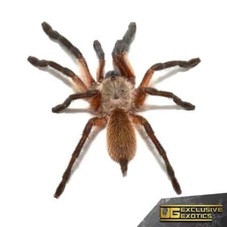 Socotra Island Blue Baboon Tarantula For Sale - Underground Reptiles