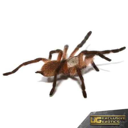 Socotra Island Blue Baboon Tarantula For Sale - Underground Reptiles