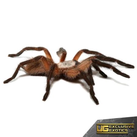 Socotra Island Blue Baboon Tarantula For Sale - Underground Reptiles
