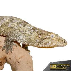 Sub-Adult Offshore Leachianus Geckos For Sale - Underground Reptiles