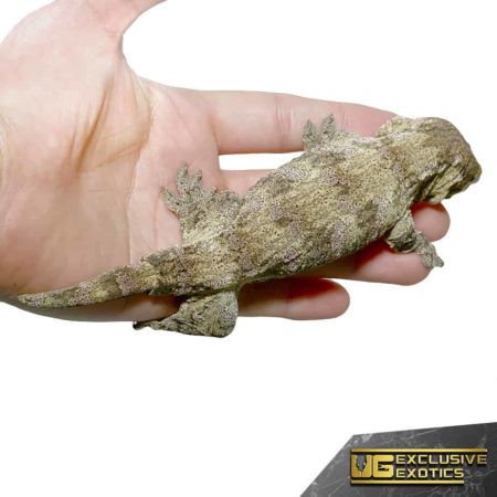 Sub-Adult Offshore Leachianus Geckos For Sale - Underground Reptiles