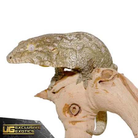 Sub-Adult Offshore Leachianus Geckos For Sale - Underground Reptiles