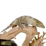 Sub-Adult Offshore Leachianus Geckos For Sale - Underground Reptiles