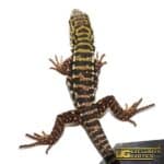 Baby Super Red Tegu for Sale - Underground Reptiles