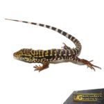 Baby Super Red Tegu for Sale - Underground Reptiles