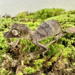 Satanic Leaftail Gecko For Sale - Underground Reptiles