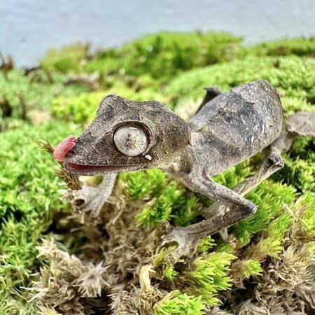 Satanic Leaftail Gecko For Sale - Underground Reptiles