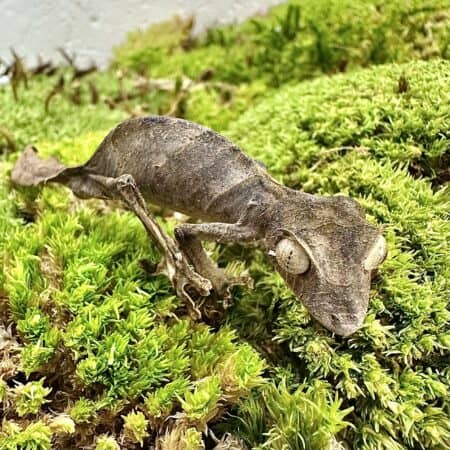 Satanic Leaftail Gecko For Sale - Underground Reptiles