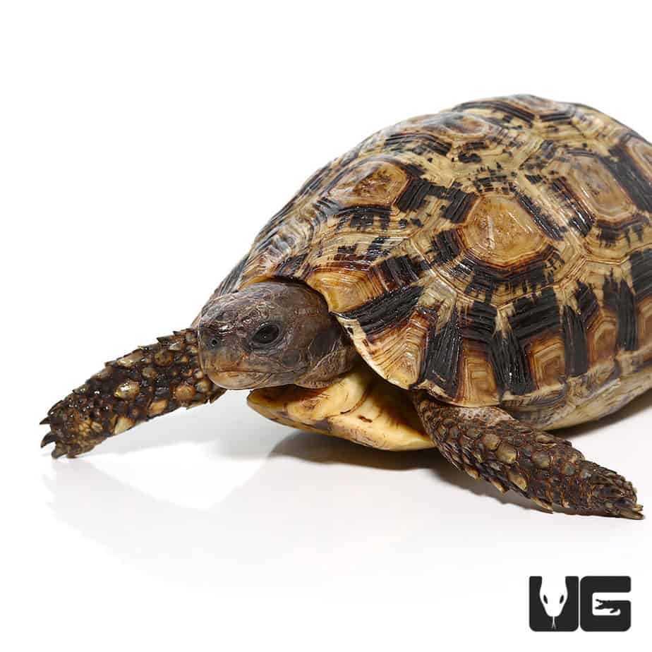 Tortoises For Sale - Underground Reptiles