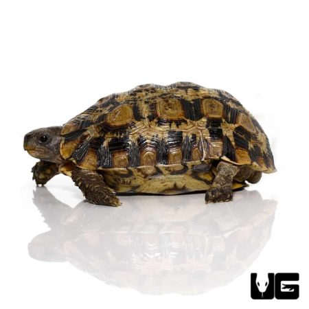 Northern Zombensis Hingeback Tortoise For Sale - Underground Reptiles