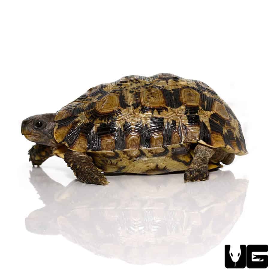 Northern Zombensis Hingeback Tortoise (Kinixys zombensis) For Sale ...