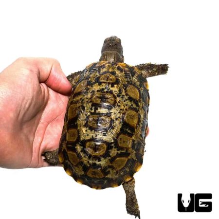 Northern Zombensis Hingeback Tortoise For Sale - Underground Reptiles
