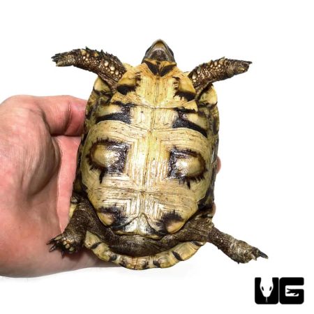 Northern Zombensis Hingeback Tortoise For Sale - Underground Reptiles