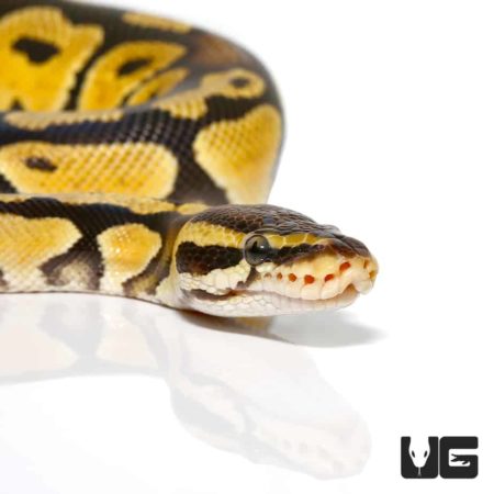 2020 Pastel Ball Pythons For Sale - Underground Reptiles