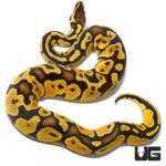2020 Pastel Ball Pythons For Sale - Underground Reptiles