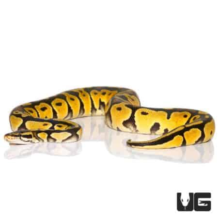 2020 Pastel Ball Pythons For Sale - Underground Reptiles