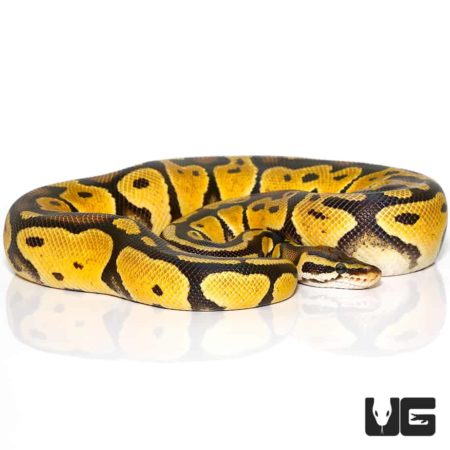 2020 Pastel Ball Pythons For Sale - Underground Reptiles