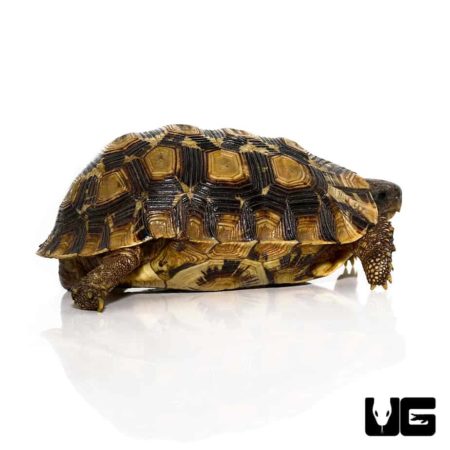 Northern Zombensis Hingeback Tortoise For Sale - Underground Reptiles