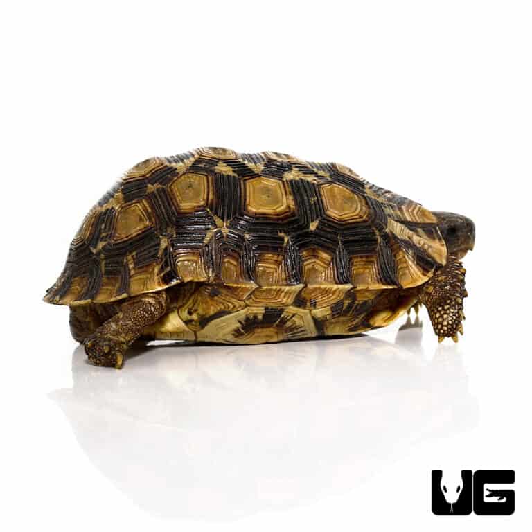 Northern Zombensis Hingeback Tortoise (Kinixys zombensis) For Sale ...