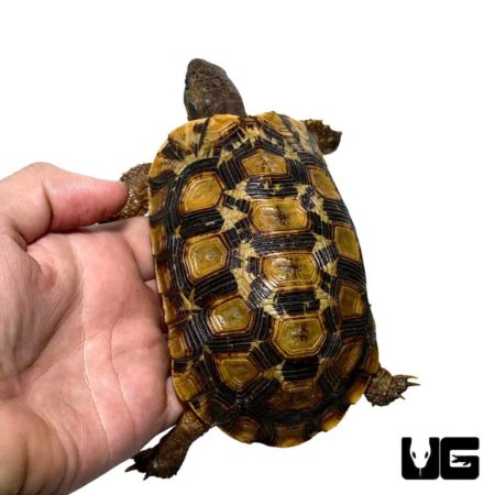 Northern Zombensis Hingeback Tortoise For Sale - Underground Reptiles