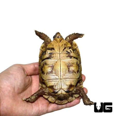 Northern Zombensis Hingeback Tortoise For Sale - Underground Reptiles