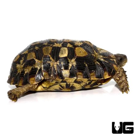Northern Zombensis Hingeback Tortoise For Sale - Underground Reptiles