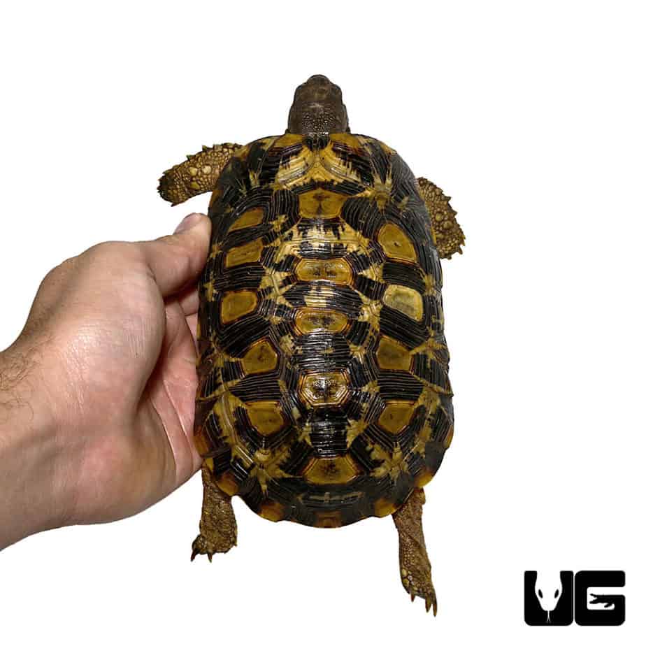 Northern Zombensis Hingeback Tortoise (kinixys Zombensis) For Sale 