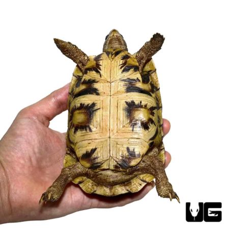 Northern Zombensis Hingeback Tortoise For Sale - Underground Reptiles