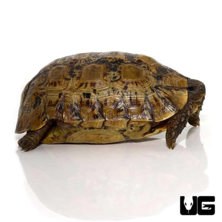 Northern Zombensis Hingeback Tortoise For Sale - Underground Reptiles