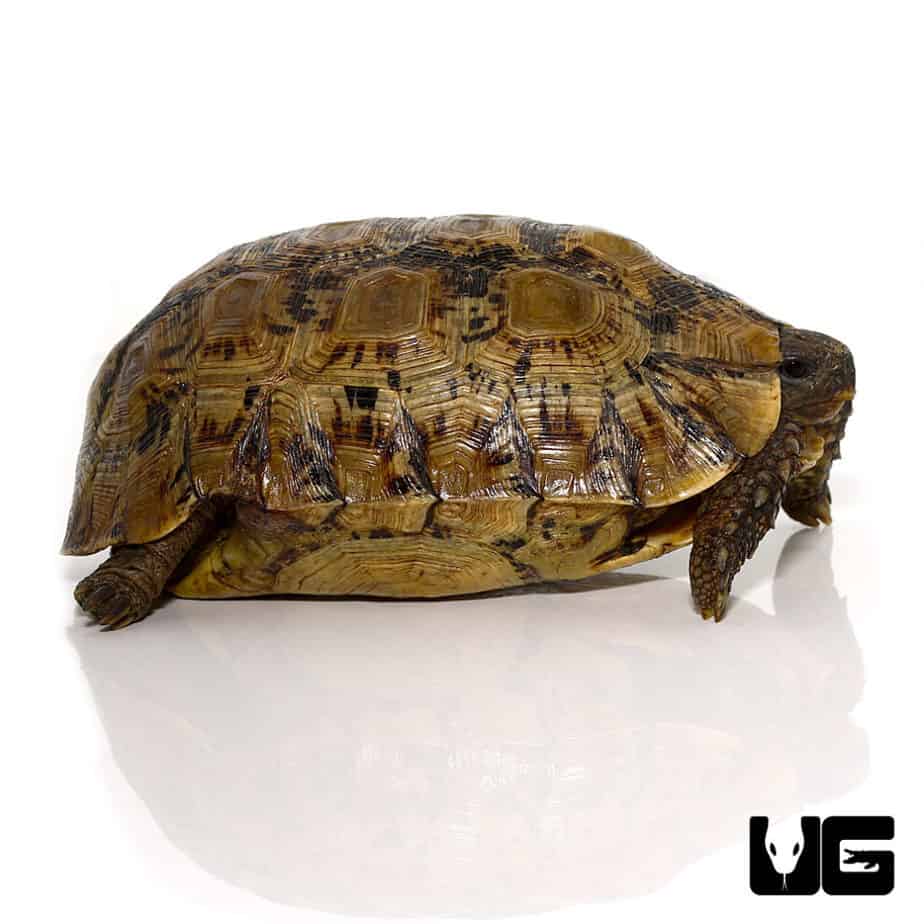 Northern Zombensis Hingeback Tortoise (Kinixys zombensis) For Sale ...