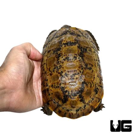Northern Zombensis Hingeback Tortoise For Sale - Underground Reptiles