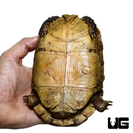 Northern Zombensis Hingeback Tortoise For Sale - Underground Reptiles