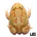 4 Spot Patternless Albino Pacman Frogs For Sale - Underground Reptiles