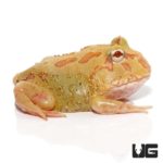4 Spot Patternless Albino Pacman Frogs For Sale - Underground Reptiles