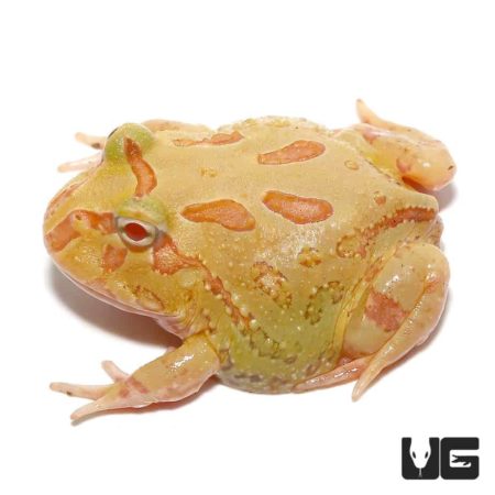 4 Spot Patternless Albino Pacman Frogs For Sale - Underground Reptiles